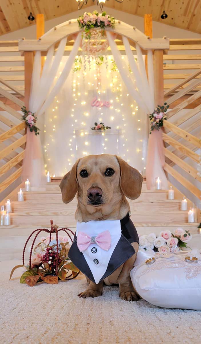 dachshund in a tuxedo inside decorated wedding venue