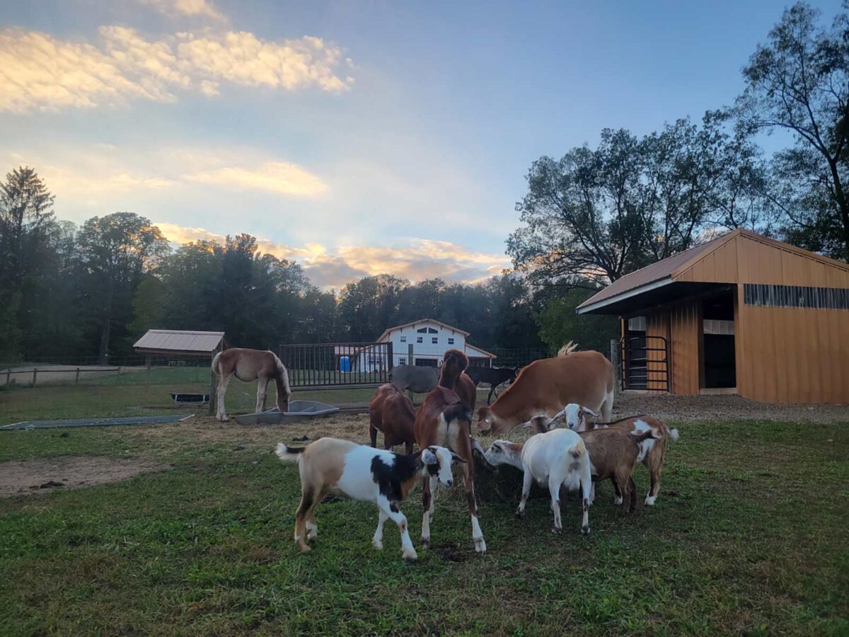 Elm Farm Farm Attractions | Farm Animals | Elm Valley Farms