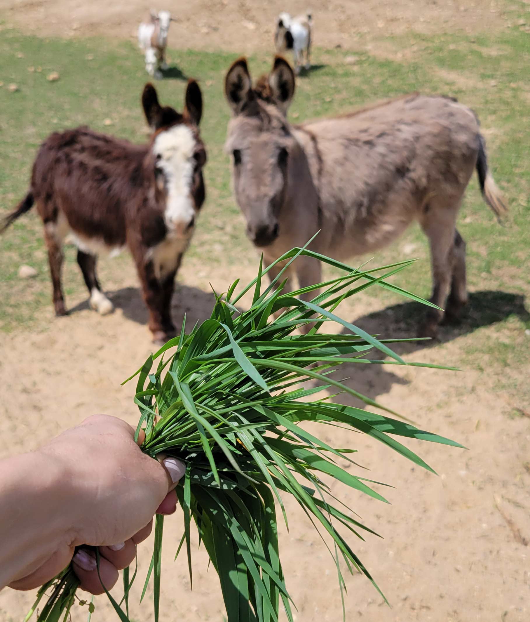 mini donkeys and a hand full of grass